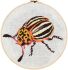 embroidery kit potato beetle